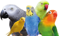 Pet Birds